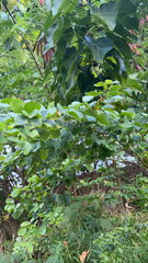 Pithecellobium dulce