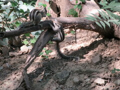 Funambulus pennantii