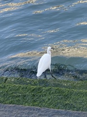 Egretta garzetta
