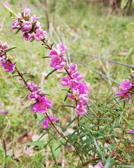 Hypocalymma robustum