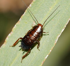 Blattodea