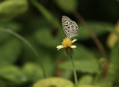Leptotes plinius
