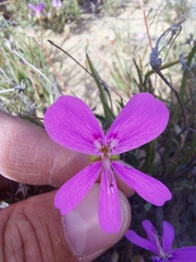Pelargonium coronopifolium