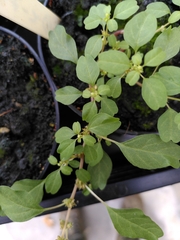 Amaranthus blitum