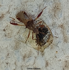 Coreoidea