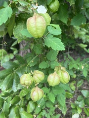 Cardiospermum corindum