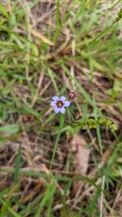 Sisyrinchium micranthum