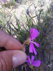 Pelargonium coronopifolium