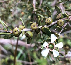 Leptospermum coriaceum