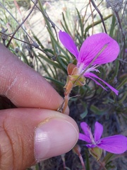 Pelargonium coronopifolium
