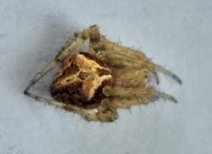 Neoscona novella