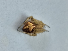 Neoscona novella
