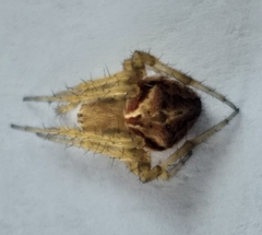 Neoscona novella