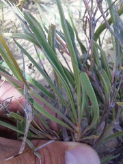 Pelargonium coronopifolium