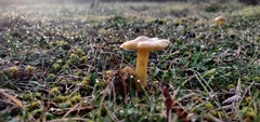 Hygrocybe acutoconica