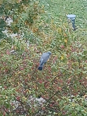 Columba palumbus palumbus