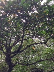 Ficus benguetensis