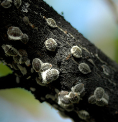 Eriococcus spurius