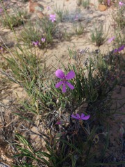 Pelargonium coronopifolium