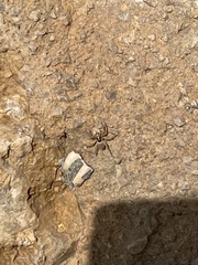 Menemerus semilimbatus