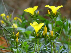 Linum arboreum