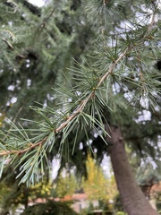 Cedrus atlantica