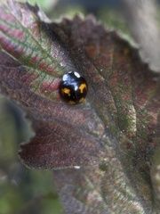 Harmonia axyridis