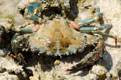 Thalamitinae