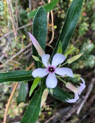 Billardiera cymosa