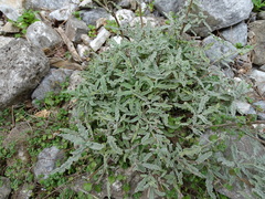 Salvia pomifera pomifera