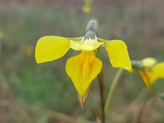 Diuris amabilis