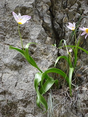 Tulipa saxatilis