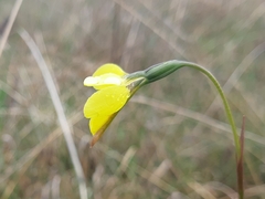 Diuris amabilis