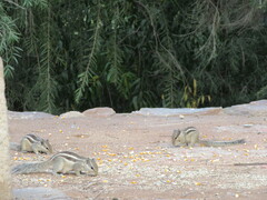 Funambulus pennantii