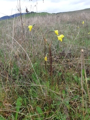 Diuris amabilis