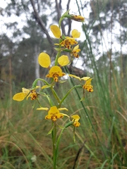 Diuris nigromontana