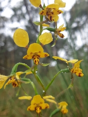 Diuris nigromontana