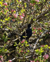 Prosthemadera novaeseelandiae