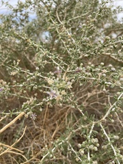 Nitraria sibirica