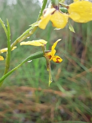 Diuris nigromontana