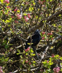 Prosthemadera novaeseelandiae