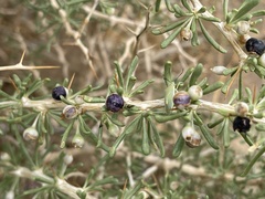 Nitraria sibirica