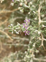 Nitraria sibirica