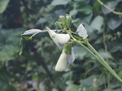 Psophocarpus tetragonolobus