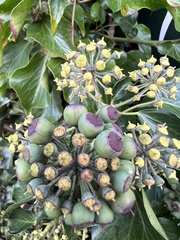 Araliaceae