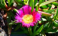 Carpobrotus