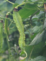 Psophocarpus tetragonolobus