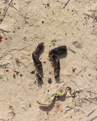 Hystrix africaeaustralis