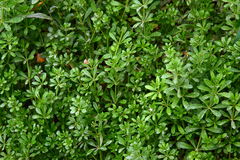 Galium spurium