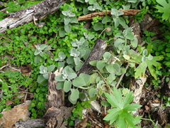 Pseudodictamnus acetabulosus